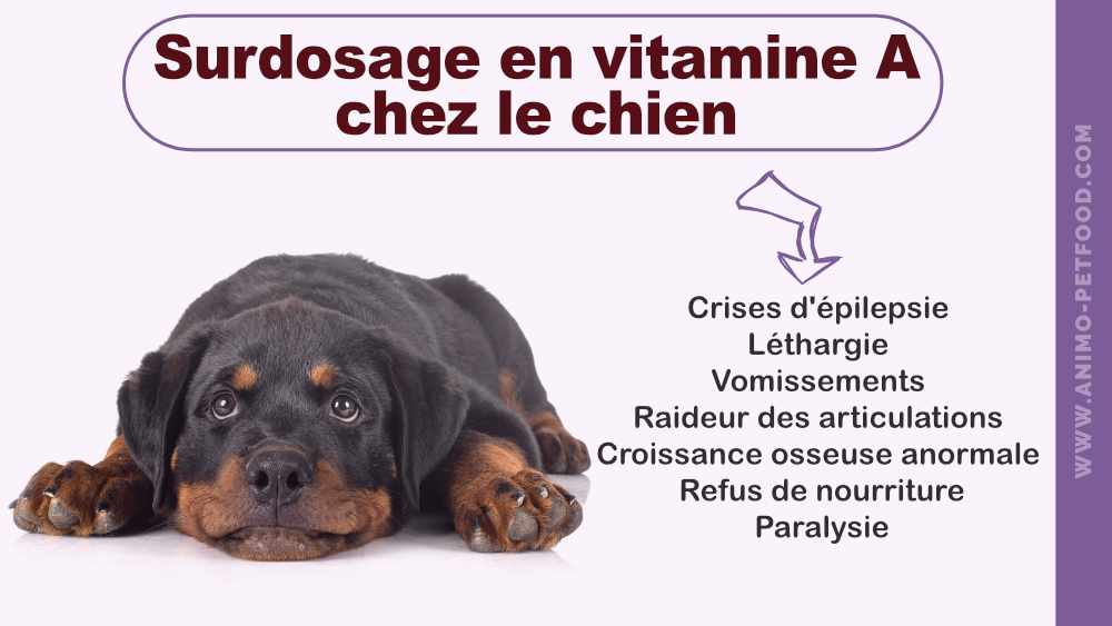 signes-de-surdosage-en-vitamine-a-chez-le-chien